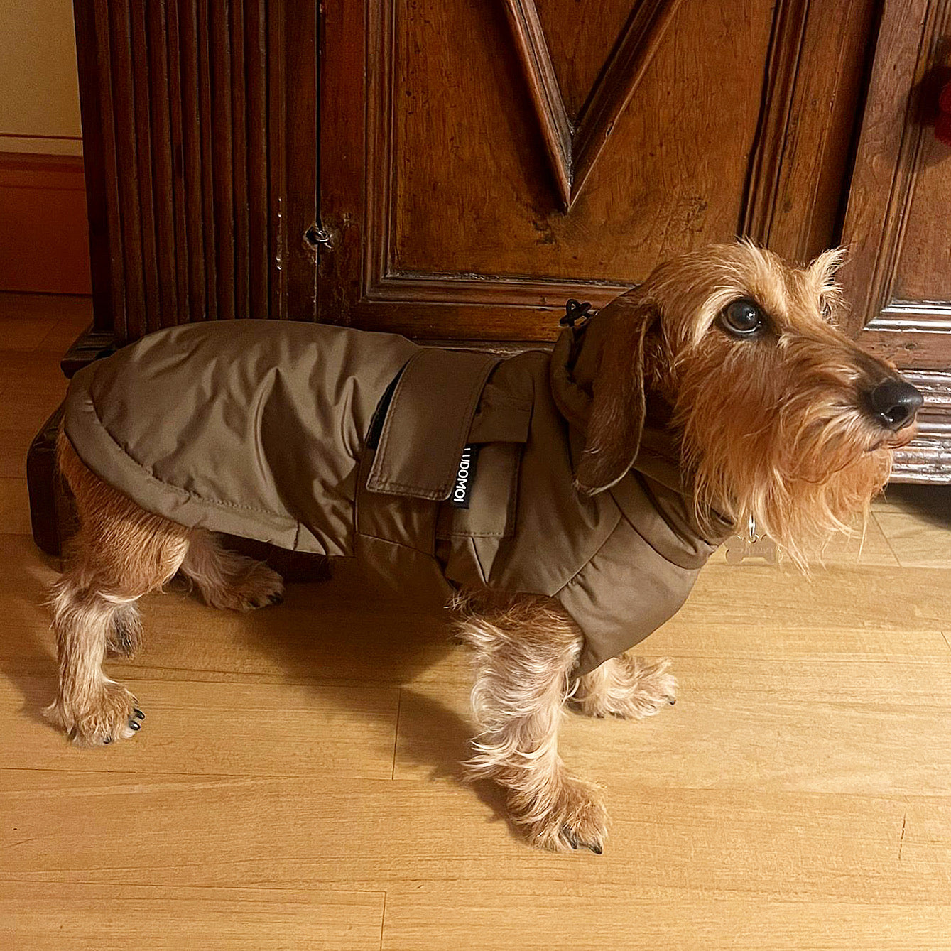 " LE LOUVRE DACHSHUND RAINCOAT" 80 GRAMS ( Loose Fit )MID-SEASON