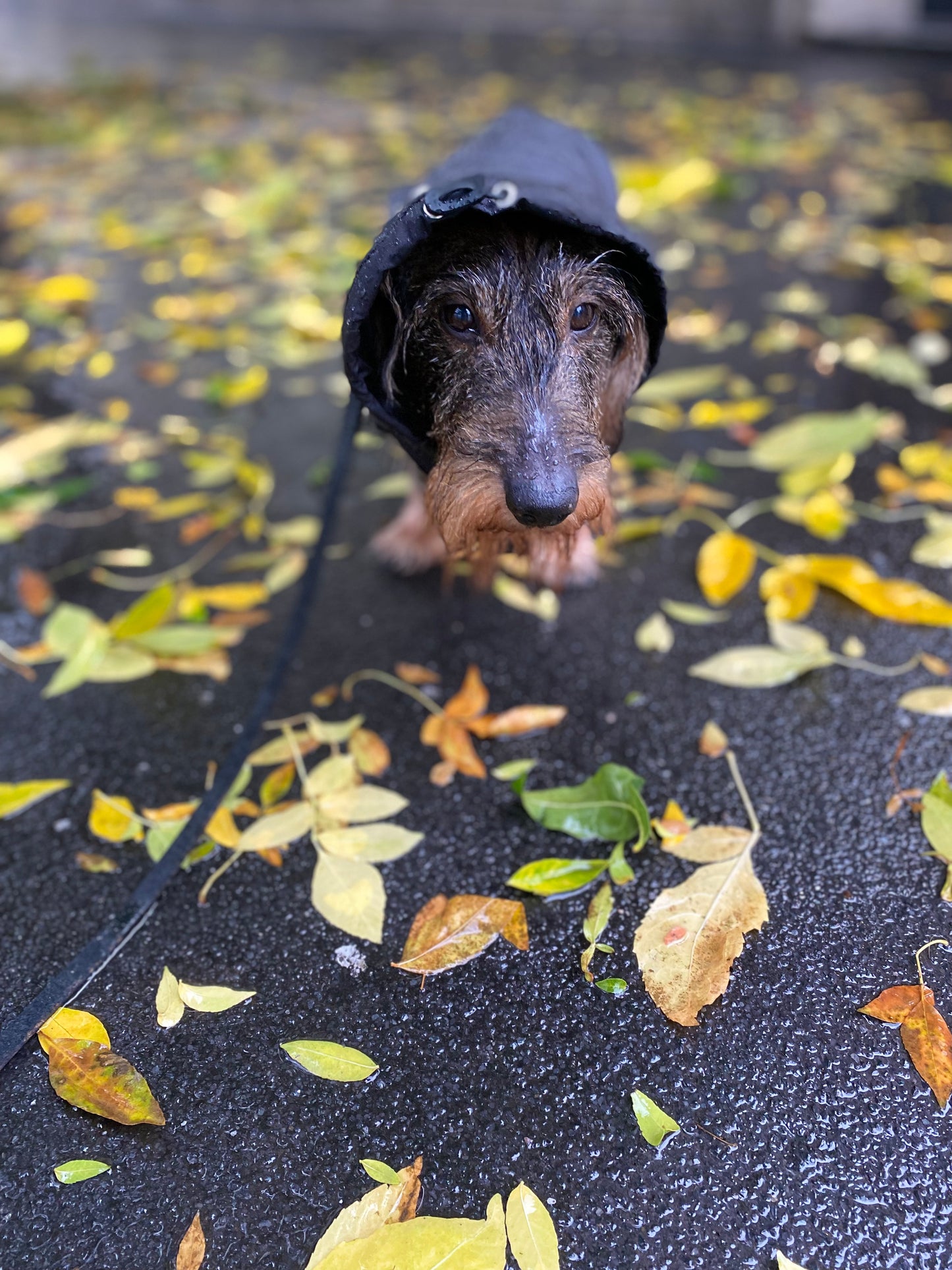 " LE LOUVRE DACHSHUND RAINCOAT" 80 GRAMS ( Loose Fit )MID-SEASON