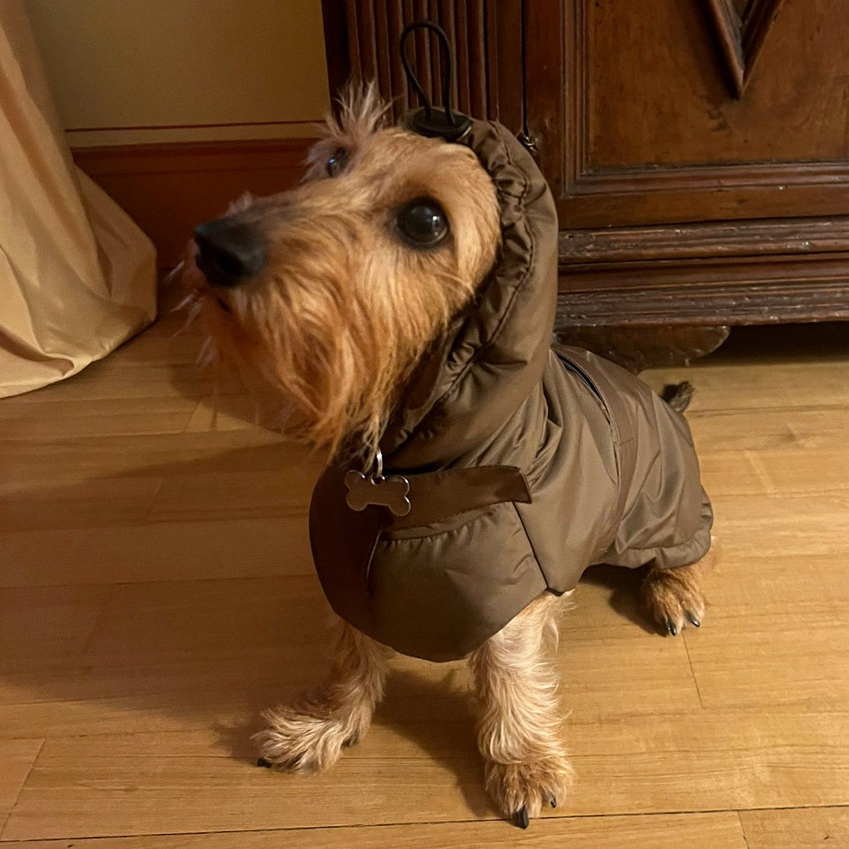 " LE LOUVRE DACHSHUND RAINCOAT" 80 GRAMS ( Loose Fit )MID-SEASON