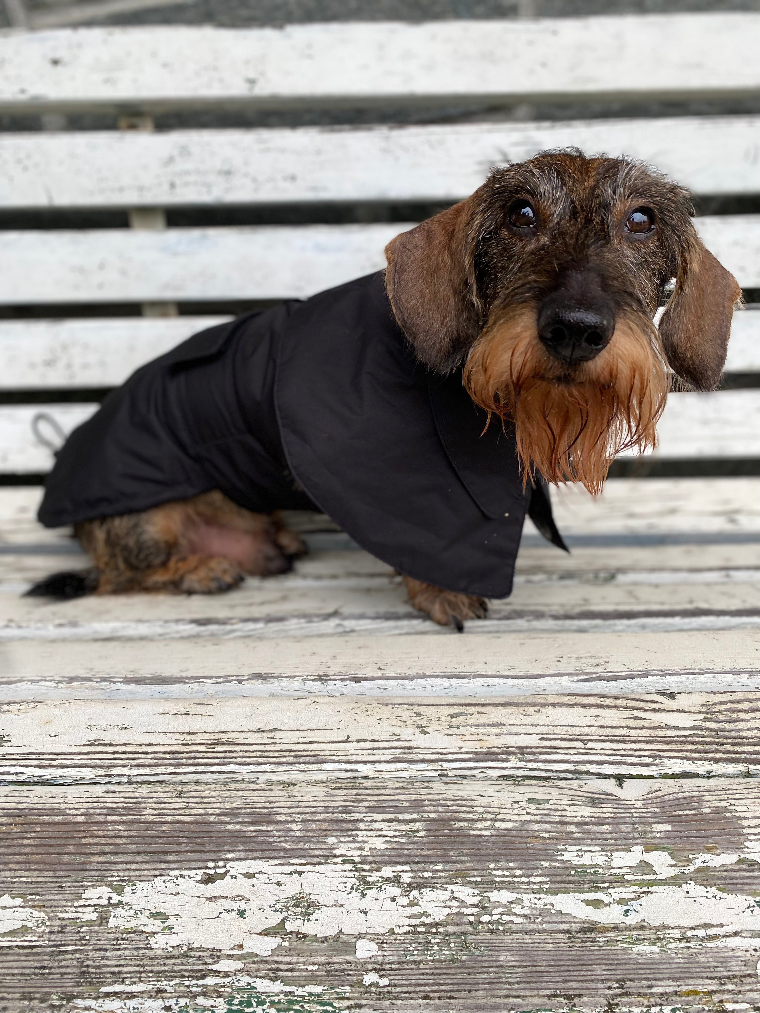 Dachshund in a raincoat best sale