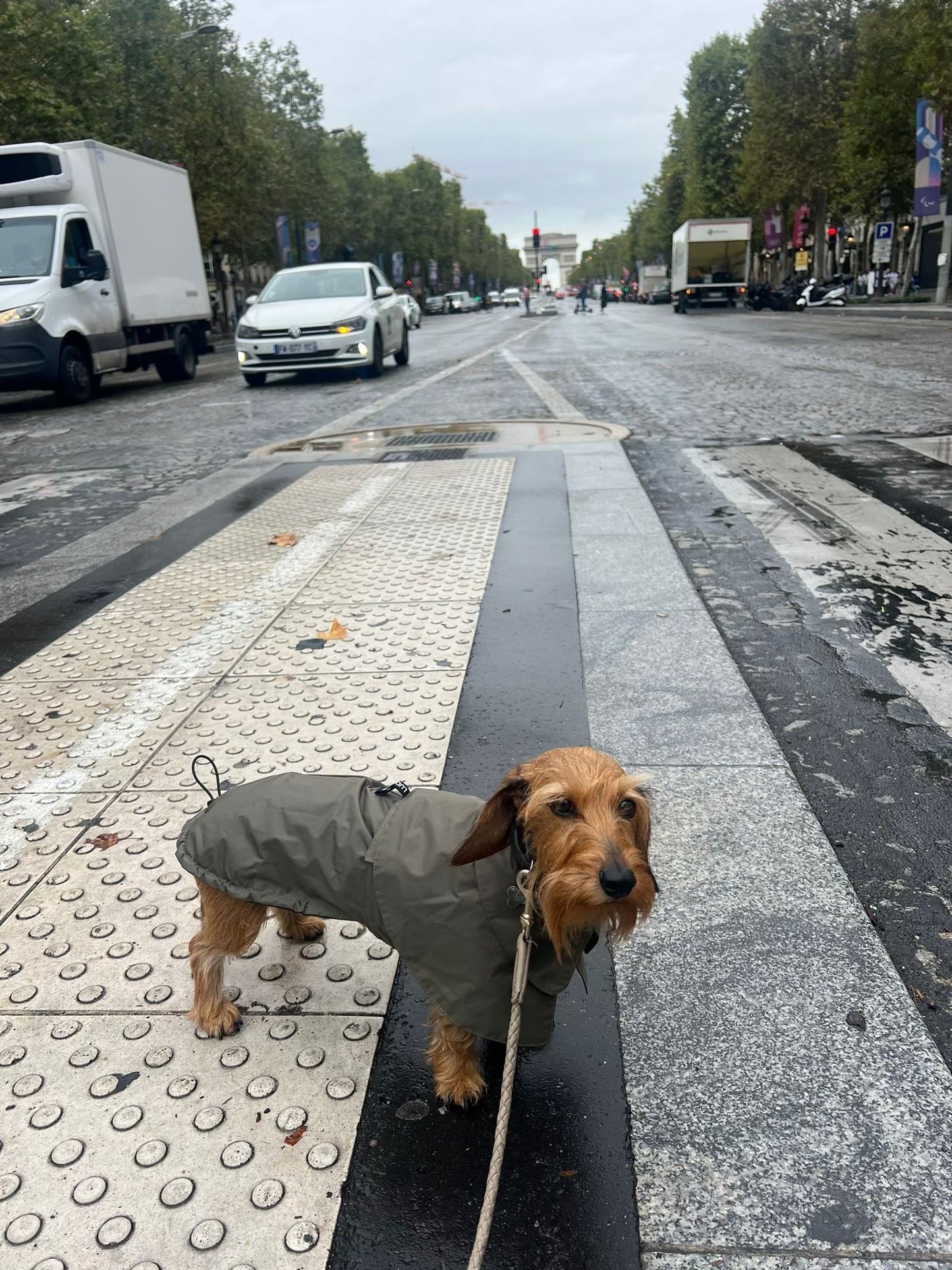 ARC DE TRIOMPHE DACHSHUND RAINCOAT