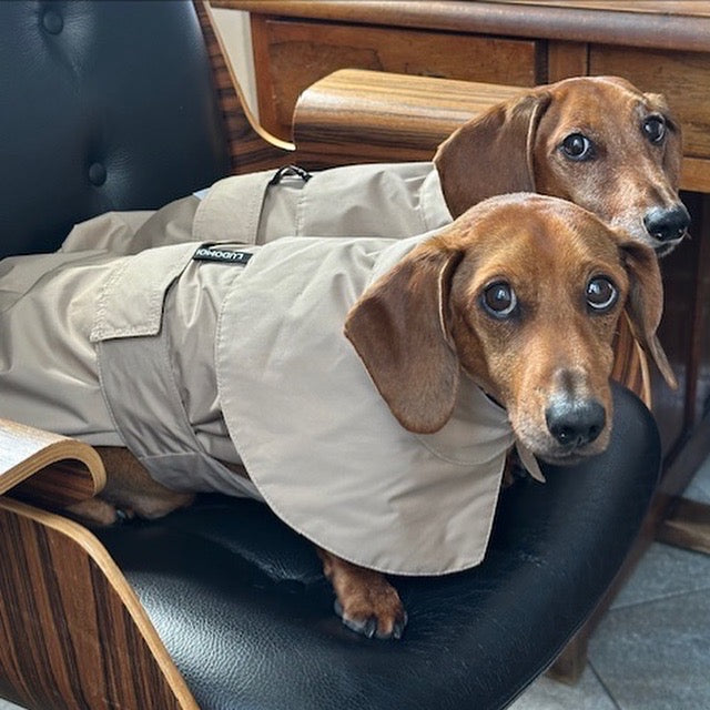 ARC DE TRIOMPHE DACHSHUND RAINCOAT