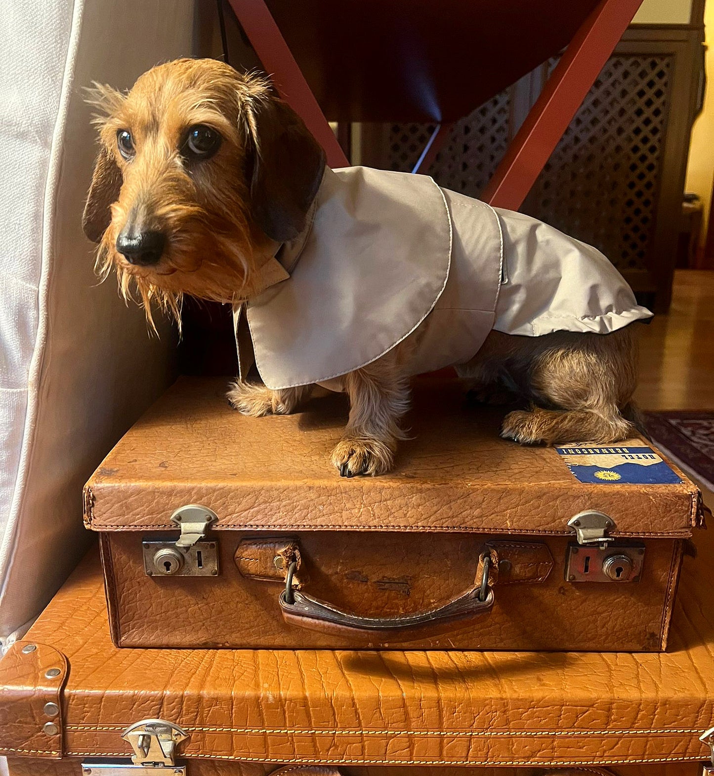 ARC DE TRIOMPHE DACHSHUND RAINCOAT